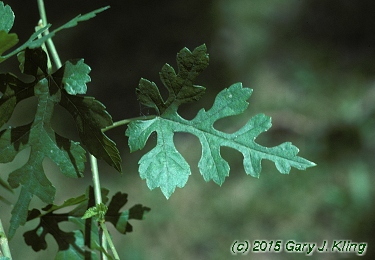 Morus alba