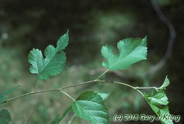 Morus alba