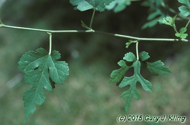 Morus alba