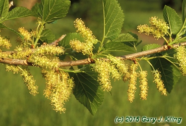 Morus alba