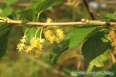 Morus alba