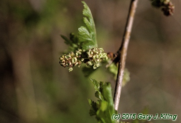 Morus alba