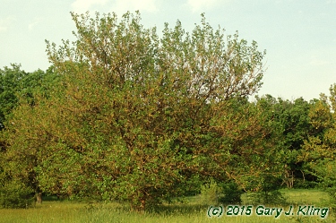 Morus alba