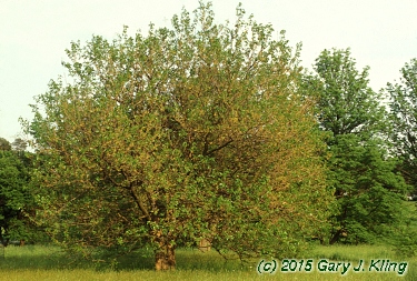 Morus alba