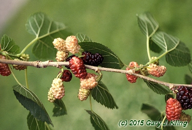 Morus alba