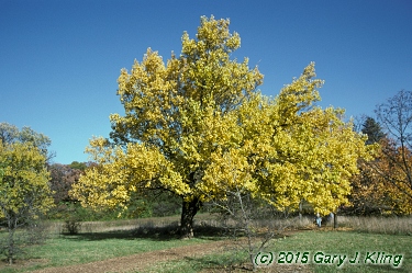 Morus alba