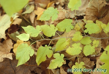 Morus alba