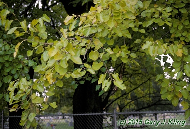 Morus alba