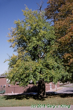 Morus alba