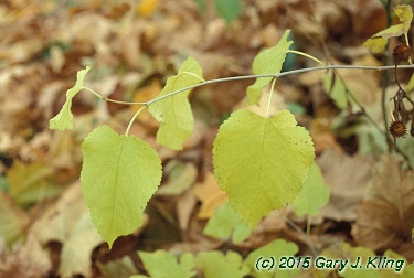 Morus alba