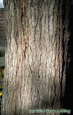 Morus alba