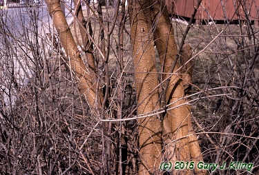 Morus alba