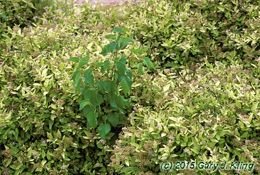 Morus alba