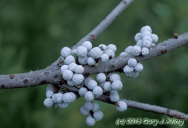 Myrica pensylvanica habit: UIPLANTS