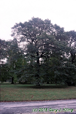 Nyssa sylvatica