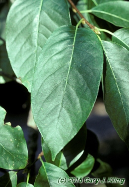 Nyssa sylvatica