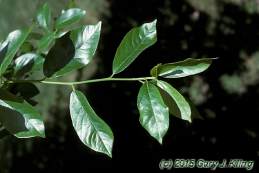 Nyssa sylvatica