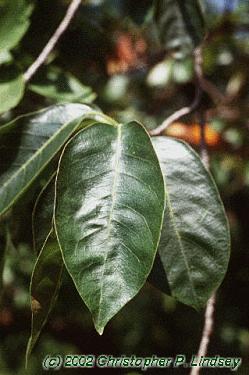 Nyssa sylvatica