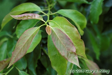 Nyssa sylvatica