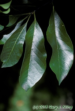 Nyssa sylvatica