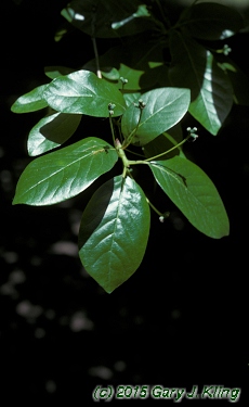 Nyssa sylvatica