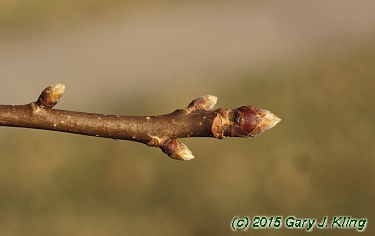 Nyssa sylvatica