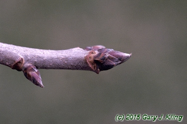Nyssa sylvatica