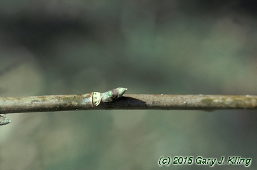 Nyssa sylvatica