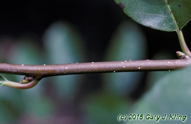 Nyssa sylvatica