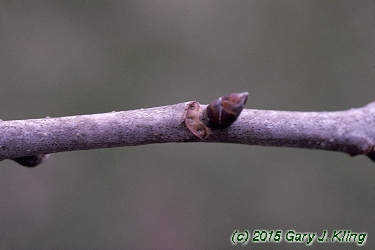 Nyssa sylvatica