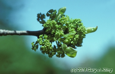 Nyssa sylvatica