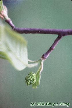 Nyssa sylvatica