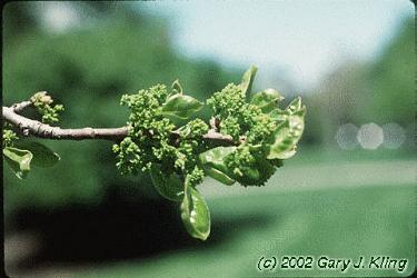 Nyssa sylvatica