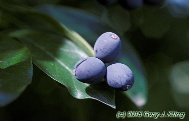 Nyssa sylvatica