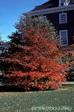 Nyssa sylvatica