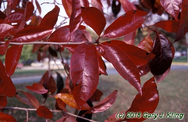 Nyssa sylvatica