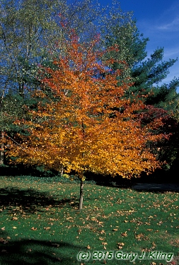 Nyssa sylvatica