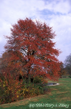 Nyssa sylvatica
