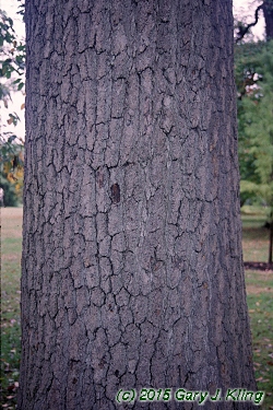 Nyssa sylvatica