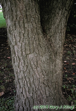 Nyssa sylvatica