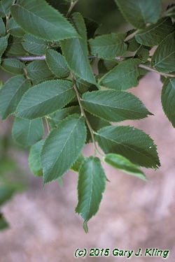 Ostrya virginiana