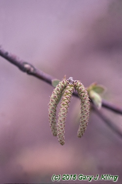 Ostrya virginiana