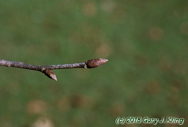 Ostrya virginiana