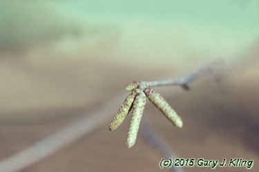 Ostrya virginiana