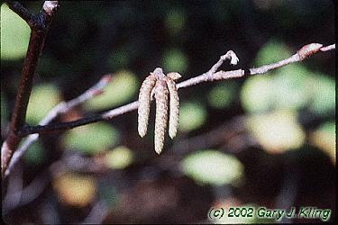 Ostrya virginiana
