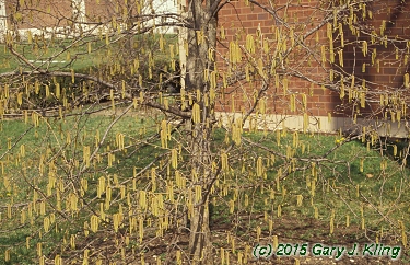 Ostrya virginiana