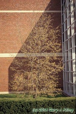 Ostrya virginiana