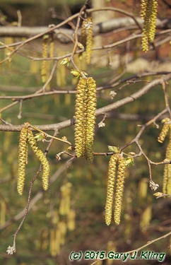 Ostrya virginiana