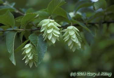 Ostrya virginiana