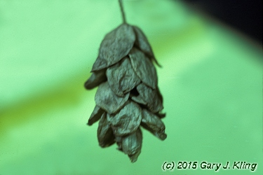 Ostrya virginiana